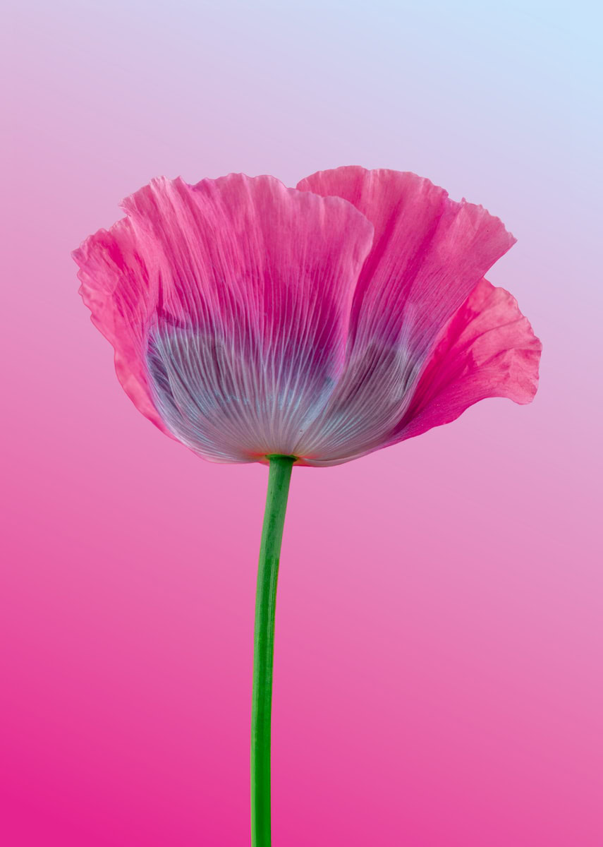 Ontdek het belang van sociaal-emotioneel leren voor de groei en welzijn van kinderen en hoe het hun toekomst positief beïnvloedt.